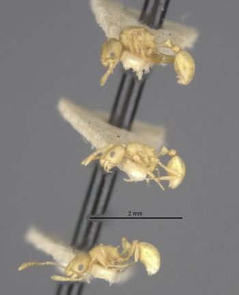 Media type: image;   Entomology 31156 Aspect: habitus lateral view